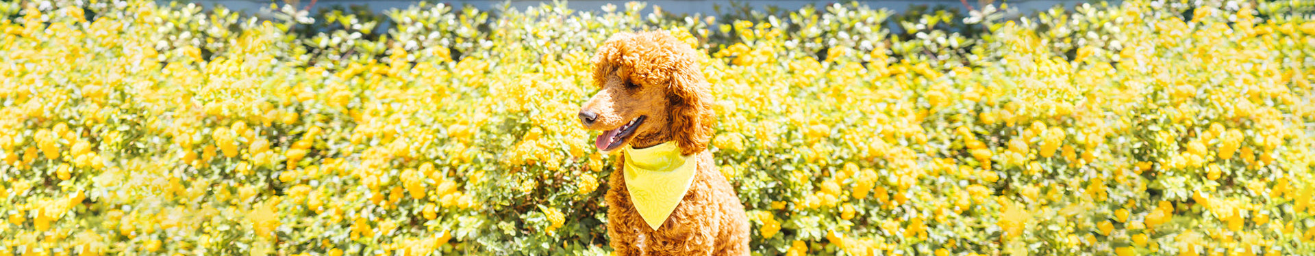 CROWNED CANINES & CATS